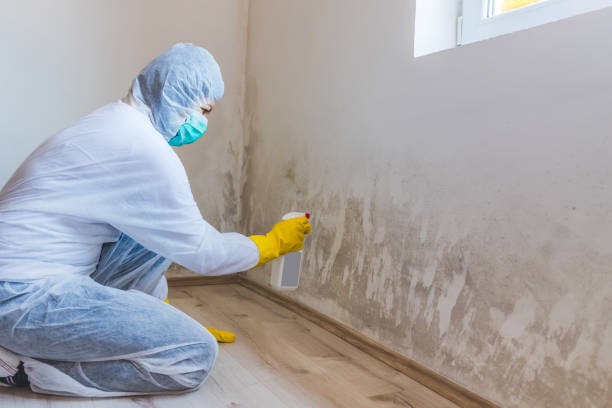 Licensed Attic Mold Removal service in Smithsburg, MD - WQB Mold Removal