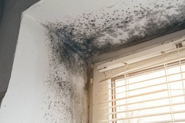 Affordable Attic Mold Removal solutions in Smithsburg, MD